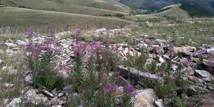 cevennes