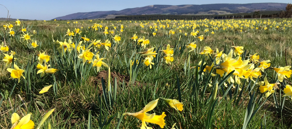 jonquilles